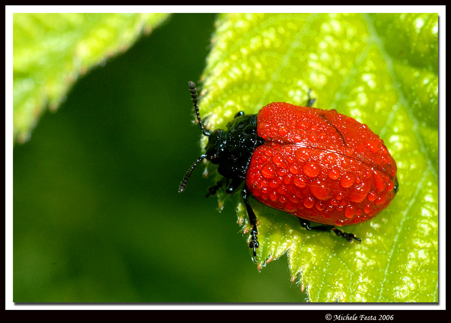 piccoli coleotteri (1cm circa) -  Chrysomela populi